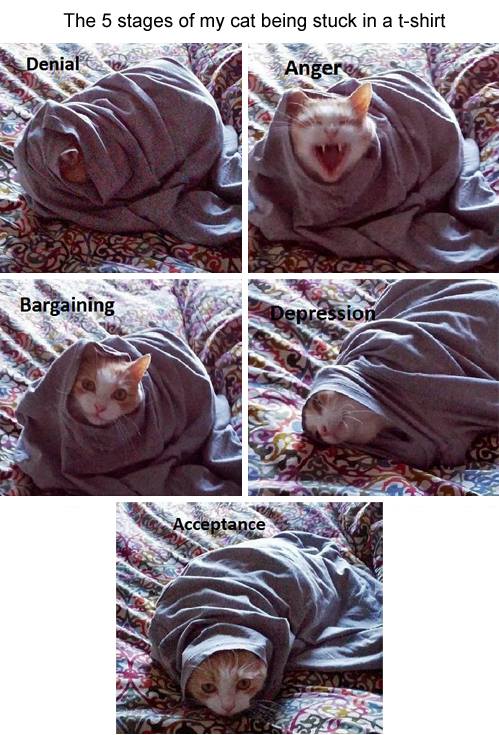 cat, 5 stages, stuck in a blanket