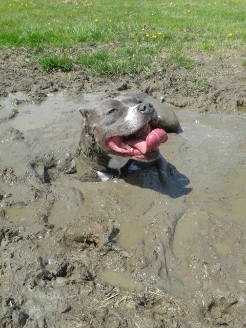 this picture describes happiness, a really satisfied dog in mud