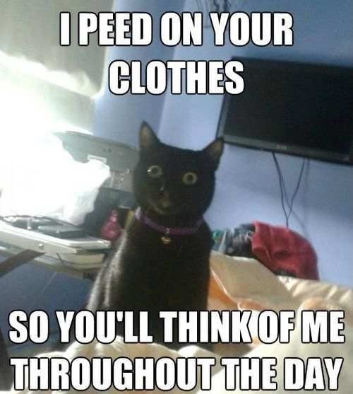 I peed on your clothes so you'll think of me throughout the day, overly attached cat, meme