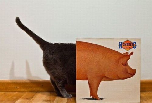 vinyl, cat, perspective, pig