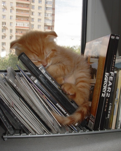 kitten, sleep, cds
