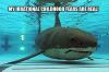 shark, pool, meme, irrational childhood fears