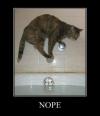 cat, water, nope, do not want, meme, motivation