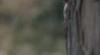 gif, arnold schwarzenegger, predator, look, tree