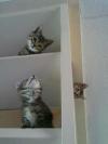 kittens, book shelf