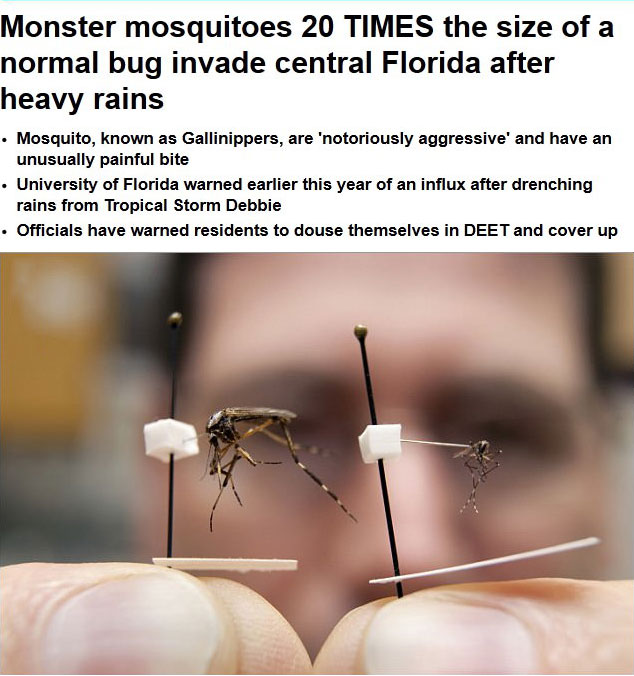 monster mosquitoes, news, florida, wtf