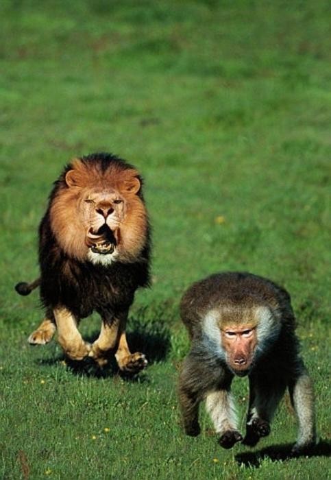 lion, monkey, chase