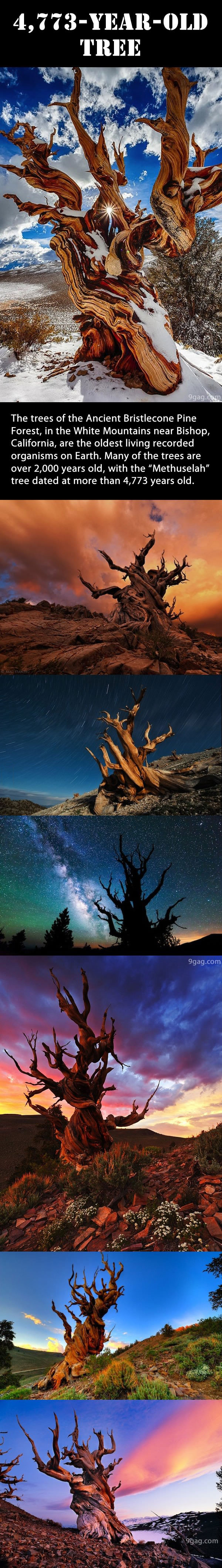 oldest living creature, tree, long, beautiful, story