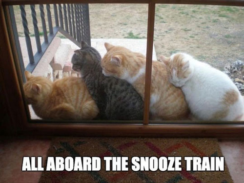 car, meme, cute, snooze train