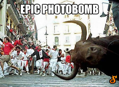 epic photobomb, bull, running, meme