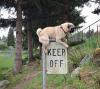 pug, sign, keep off, rebel