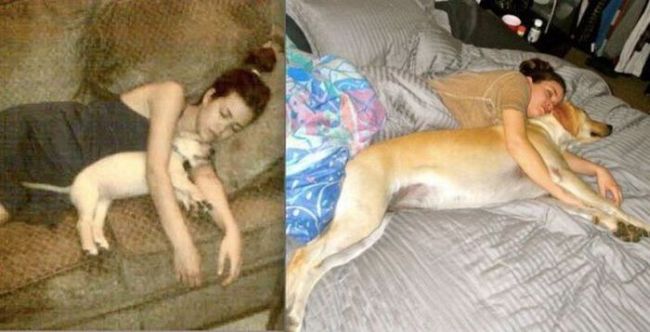 now and then, dog, sleep, girl, puppy