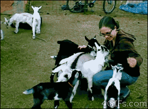 goats, gif, women, pile on