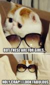 but these are for girls, holy crap I look fabulous, premium cat wearing sunglasses