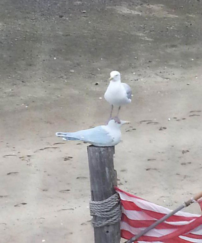 seagull standing on a seagull