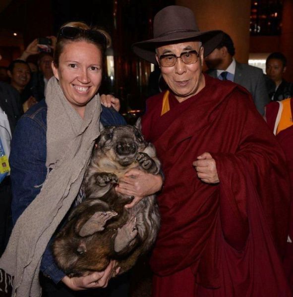 dalai lama, wtf, animal, woman