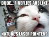 dude fireflies are like nature's laser pointers, stoned cat, meme