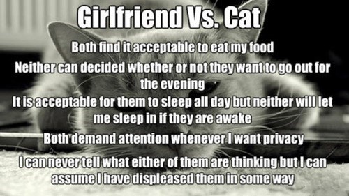 girlfriend, cat, comparison