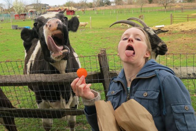 cow, girl, lol, stick out tongue