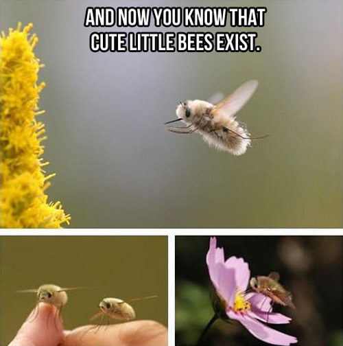 bees, cute, fur, insects