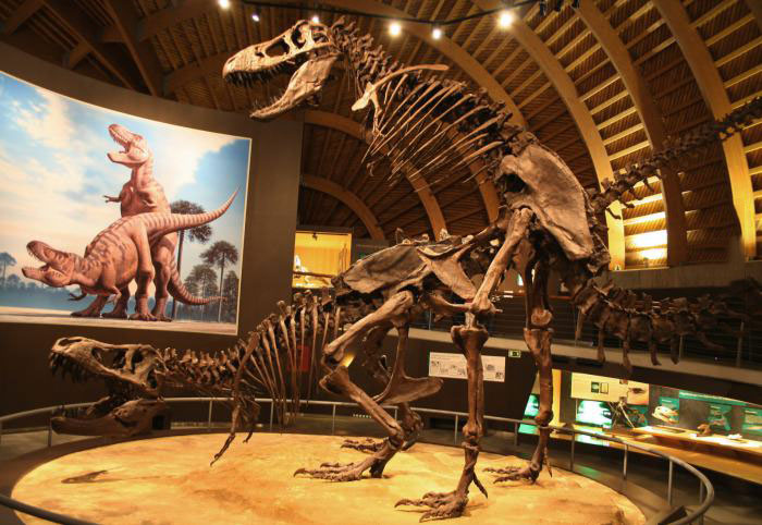 dinosaur, bones, placement, reproduction
