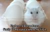 hamster, egg, totallylookslike, mouse, white, meme