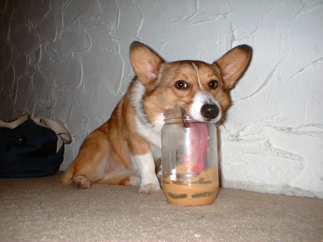 dog, tongue, lick, liquid, jar