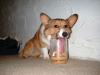 dog, tongue, lick, liquid, jar