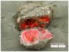 living rock, wtf, nature, pyura chilensis