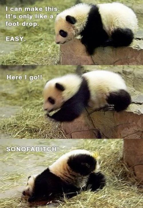 baby panda, fail, jump, fall
