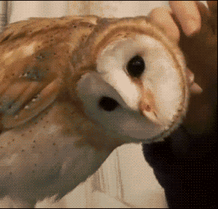 owl, head, spin, deal with it, gif