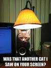 was that another cat I saw on your screen, angry lamp cat, meme
