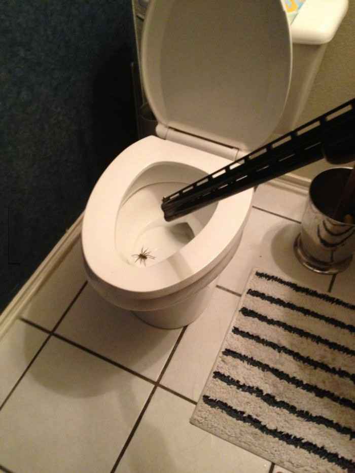 shotgun, spider, toilet, escalated quickly