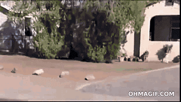gif, criminal, escape, fail, police truck