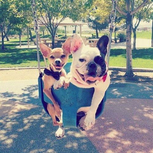 dogs, swing