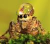 macro, jumping spider, water droplet, hat, lol, wtf