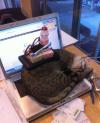 cat, pile on, sleeping, laptop