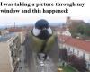 timing, bird, story, picture, giant, photobomb