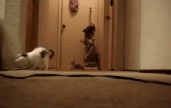 cat, kittens, vacuum cleaner, scared, gif