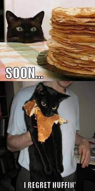 cat, pancakes, soon, regret