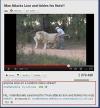youtube, comments, man attacks lion and tickles his nuts