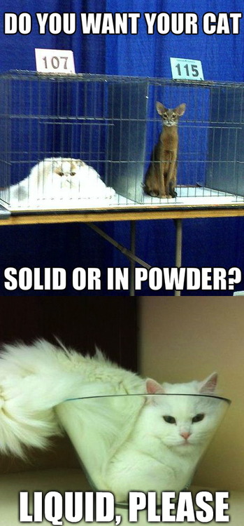 cat, solid, liquid, powder, phase, meme