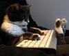 cat, keyboard, type, cute