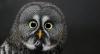 owl, eyes, surprised, worried