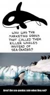 sea pandas, killer whales, names