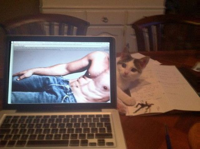 cat, desktop background, wallpaper, perspective, lol