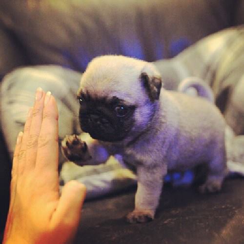 dog, high five, cute