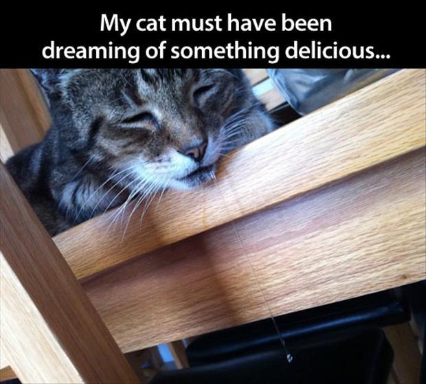cat, drool, dreaming of something delicious