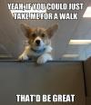 dog, work, office, meme, walk, that'd be great