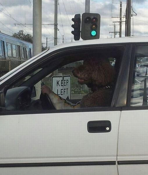 car, dog, perspective
